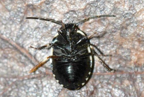 Tritomegas rotundipennis